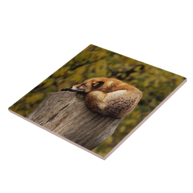 Sleeping fox photo ceramic tile (Side)