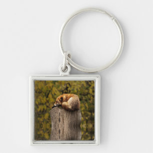 Sleeping fox photo key ring