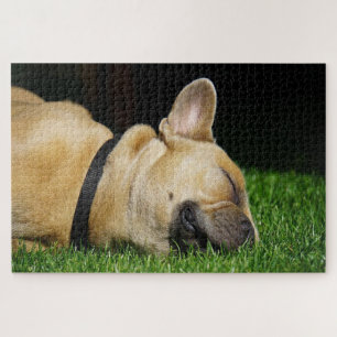 Sleeping French bull dog Jigsaw Puzzle