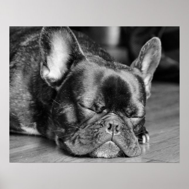 Sleeping French Bulldog Poster (Front)