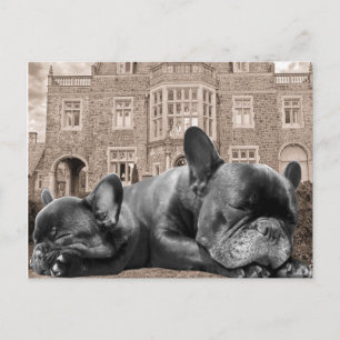 Sleeping French Bulldogs Postcard