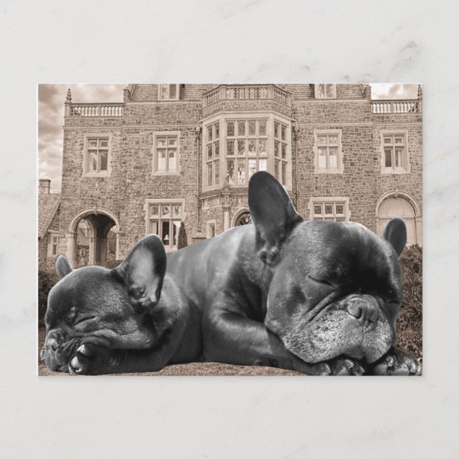 Sleeping French Bulldogs Postcard (Front)