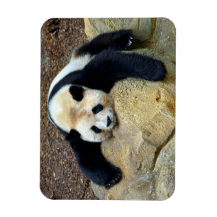 Sleeping giant panda slumped on a rock magnet