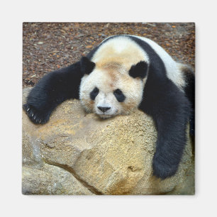 Sleeping giant panda slumped on a rock magnet