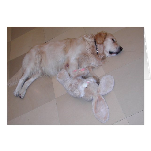 Sleeping Golden Retriever (Front Horizontal)