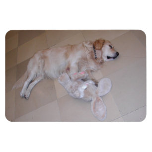 Sleeping Golden Retriever Magnet