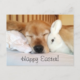 Sleeping Golden Retriever With White Bunny Easter Holiday Postcard