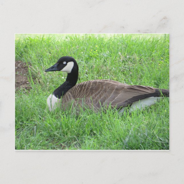 Sleeping Goose Postcard (Front)