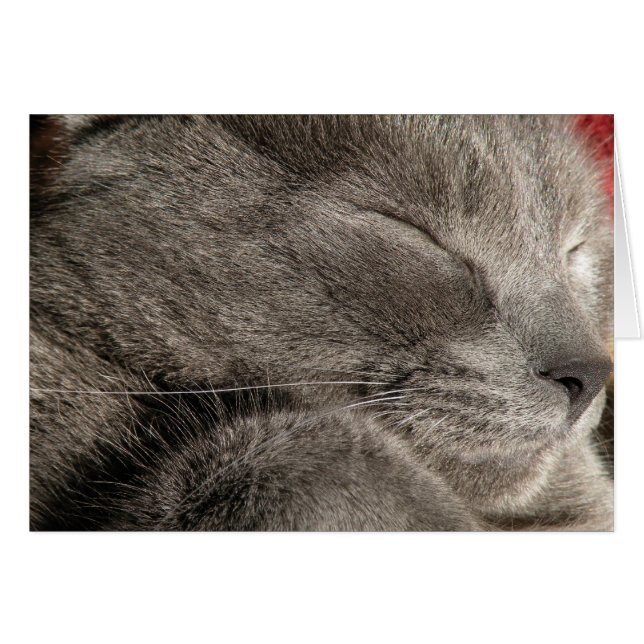 Sleeping grey cat note card (Front Horizontal)