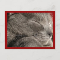 Sleeping grey cat postcard