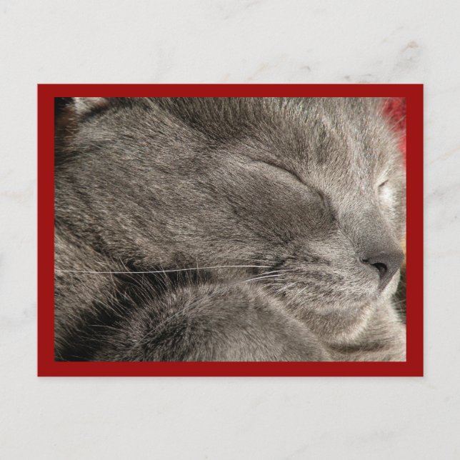 Sleeping grey cat postcard (Front)