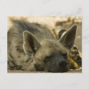 Sleeping Hyena Postcard