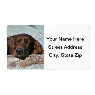 Sleeping Irish Setter
