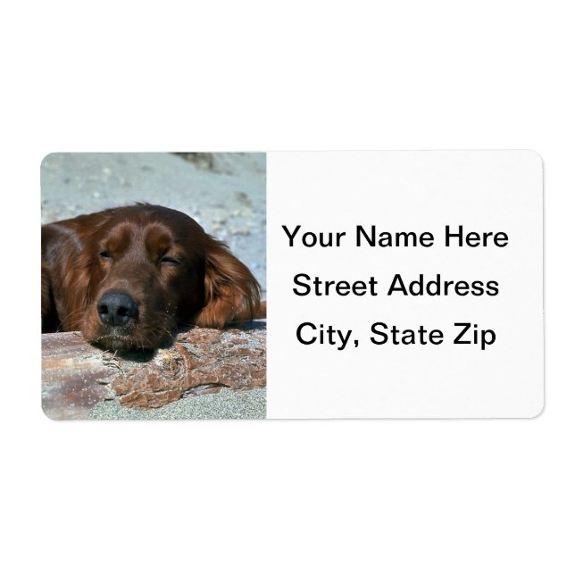 Sleeping Irish Setter (Front)