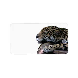 Sleeping Jaguar no background Label