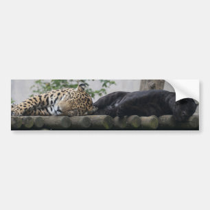 Sleeping Jaguars Bumper Sticker