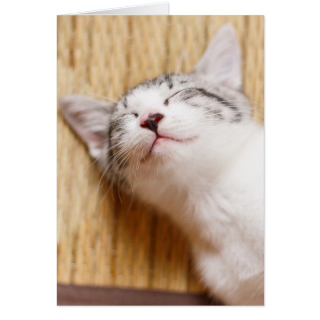Sleeping Kitten (Front)