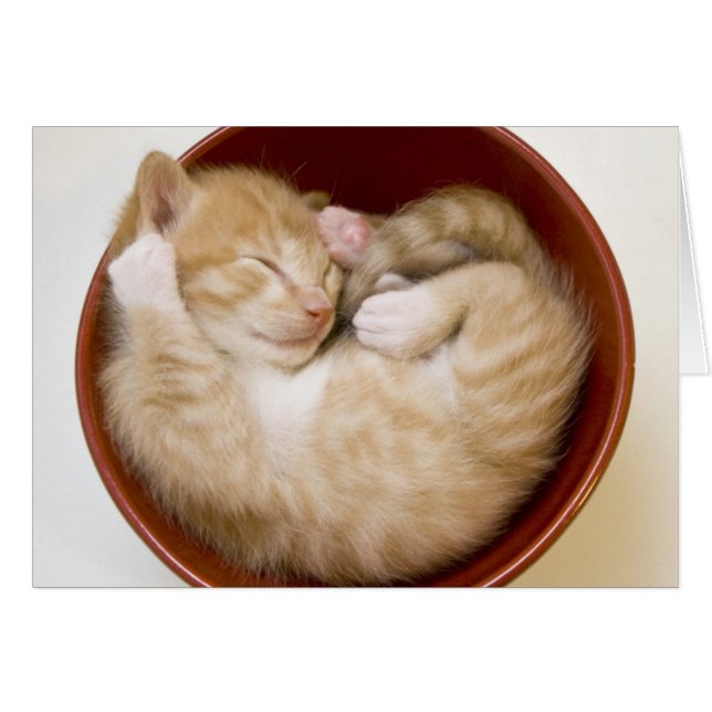 Sleeping Kitten (Front Horizontal)