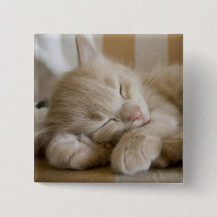 Sleeping Kitten 15 Cm Square Badge