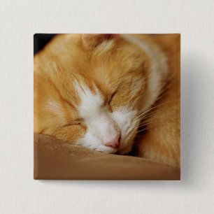 Sleeping Kitten 15 Cm Square Badge