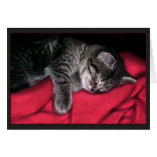 Sleeping Kitten Card