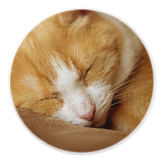 Sleeping Kitten Ceramic Knob (Front)