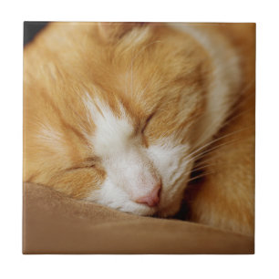 Sleeping Kitten Ceramic Tile