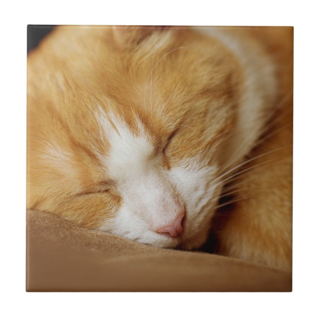 Sleeping Kitten Ceramic Tile (Front)