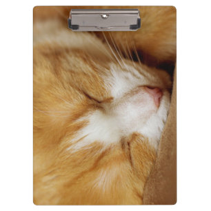 Sleeping Kitten Clipboard