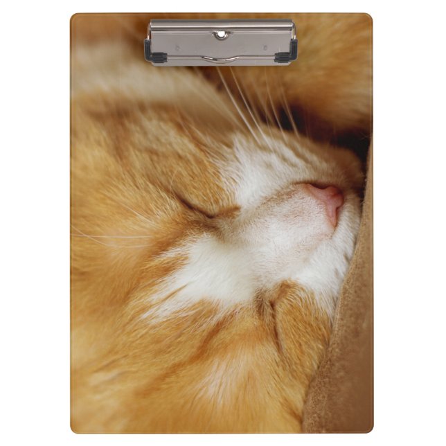 Sleeping Kitten Clipboard (Front)