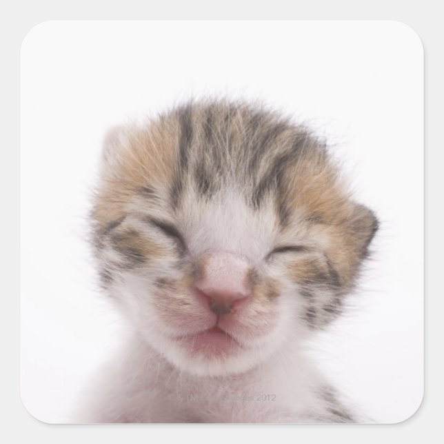 Sleeping kitten, close-up of head square sticker (Front)