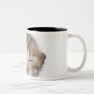 Sleeping kitten, close-up of head Two-Tone coffee mug