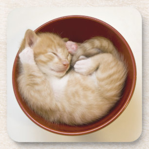 Sleeping Kitten Coaster