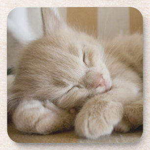 Sleeping Kitten Coaster