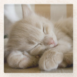 Sleeping Kitten Glass Coaster
