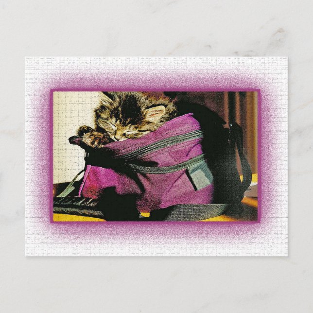 Sleeping Kitten In A Burgundy Purse Postcard (Front)