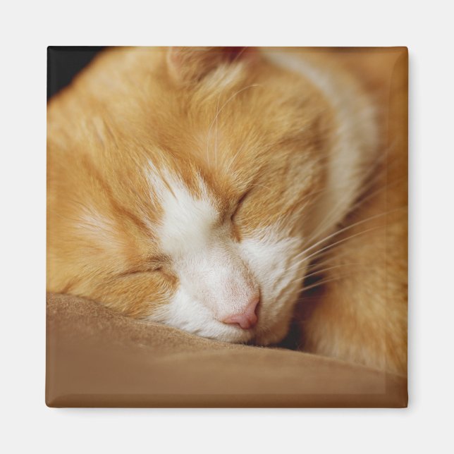 Sleeping Kitten Magnet (Front)
