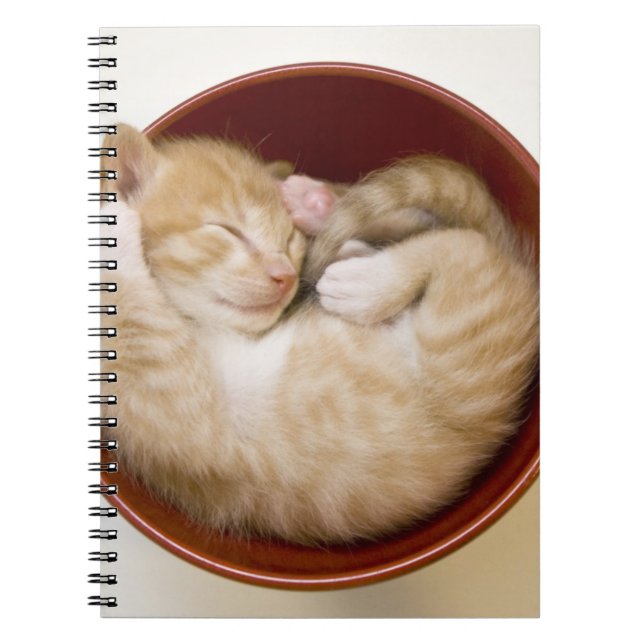 Sleeping Kitten Notebook (Front)