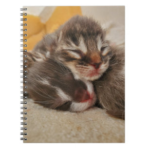Sleeping kitten notebook