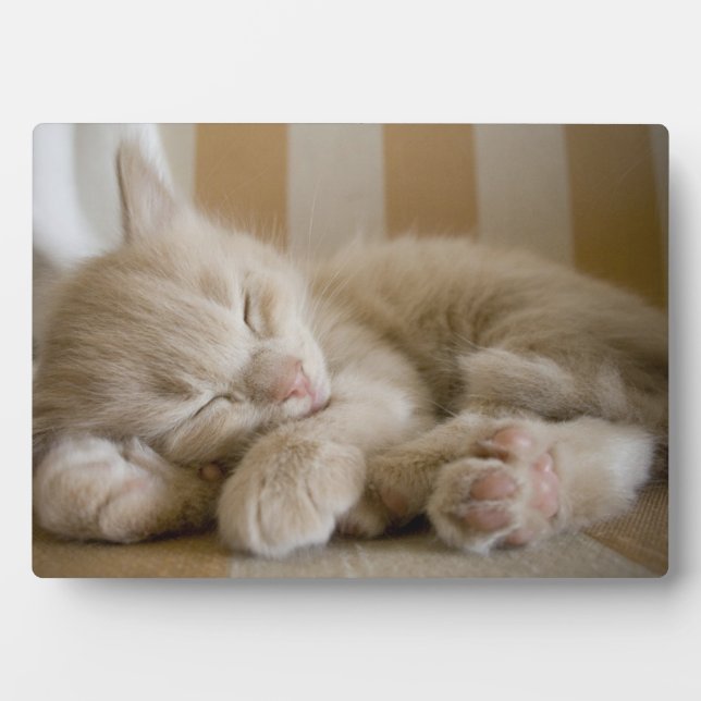 Sleeping Kitten Plaque (Front)