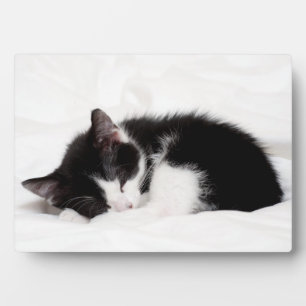 Sleeping Kitten Plaque