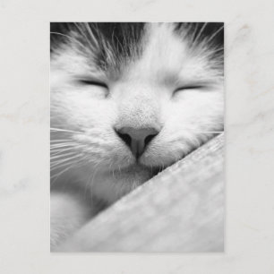 Sleeping Kitten Postcard