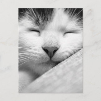Sleeping Kitten Postcard