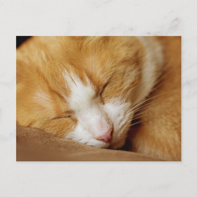 Sleeping Kitten Postcard (Front)