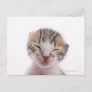 Sleeping kitten postcard