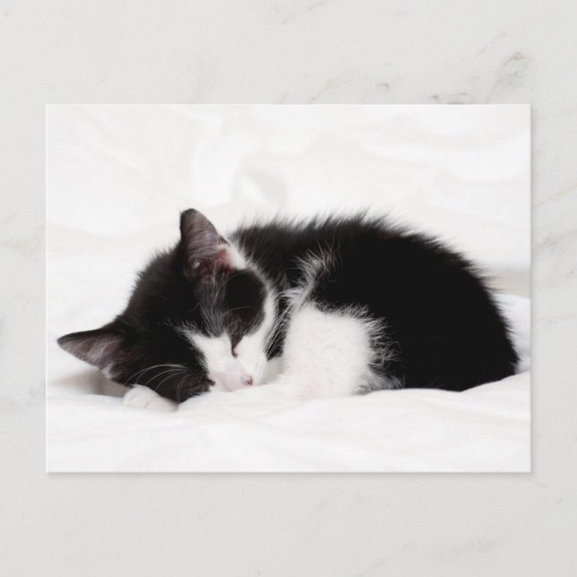 Sleeping Kitten Postcard (Front)