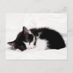 Sleeping Kitten Postcard
