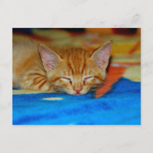 Sleeping Kitten Postcard