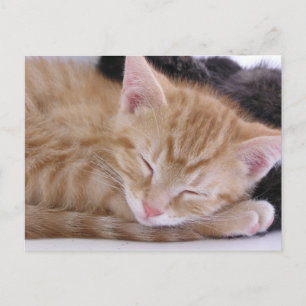 Sleeping Kitten Postcard