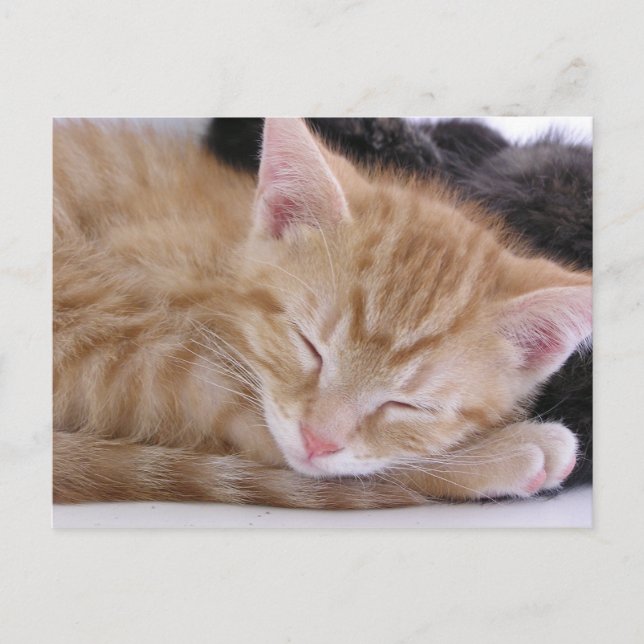 Sleeping Kitten Postcard (Front)